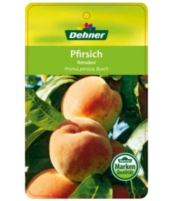 Dehner Pfirsich 'Amsden' 4 Dehner Pfirsich 'Amsden' -Deutschland Genussgarten Verkaufs-Shop 7603665 PfirsichAmsden Etikett 1