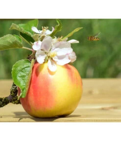 Zwergapfel 'Galina' -Deutschland Genussgarten Verkaufs-Shop 7604697 WE MO 002 ApfelGalinaZwergPixabay