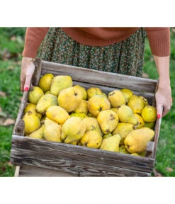 Apfelquitte -Deutschland Genussgarten Verkaufs-Shop 7604978 WE MO 001 Quittenkorb