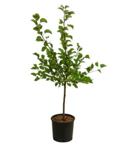 Aprikose, Einjährige Veredelung 3 Aprikose, Einjährige Veredelung -Deutschland Genussgarten Verkaufs-Shop 7605348 WE FS 001 PrunusAprikoseEinjaehrig