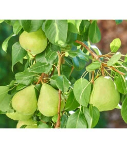 Zwergbirne 'Luisa' -Deutschland Genussgarten Verkaufs-Shop 7611999 WE DE 003 PyrusZwergbirneBirnePixabay