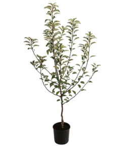 Deutschland Genussgarten Verkaufs-Shop -Deutschland Genussgarten Verkaufs-Shop 7618531 WE FS 001 MalusApfelBraeburn