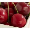 Süßkirsche 'Burlat'