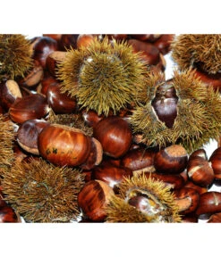 Esskastanie 'Bouche Rouge'