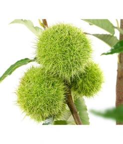 Esskastanie 'Bouche Rouge' 5 Esskastanie 'Bouche Rouge' -Deutschland Genussgarten Verkaufs-Shop 7621964 WE DE 002 CastaneaSativaBocheRougeEsskastanie