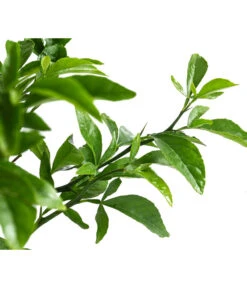 Winterharte Zitrone -Deutschland Genussgarten Verkaufs-Shop 7623069 WE DE 002 CitrusPoncirusWinterharteZitroneT20