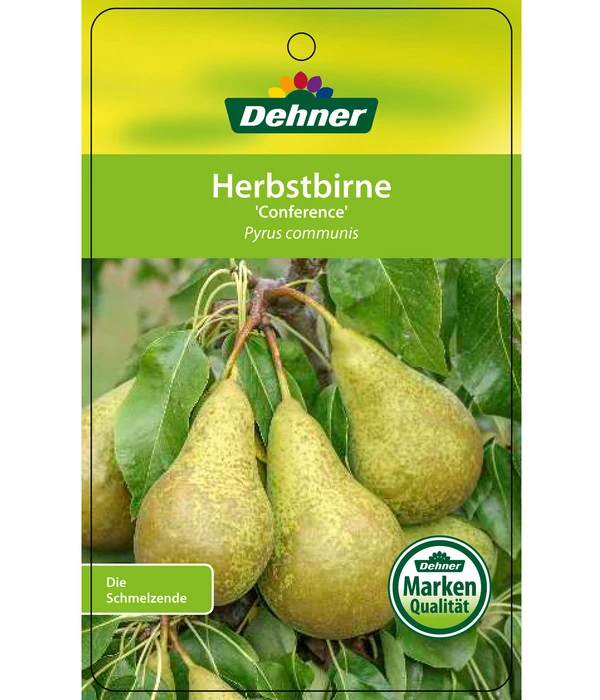 Herbstbirne 'Conference' 7 Herbstbirne 'Conference' – Bild 7