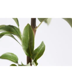 Herbstbirne 'Conference' 13 Herbstbirne 'Conference' -Deutschland Genussgarten Verkaufs-Shop 7625908 PR DE 001 BirneConferencePyrusBusch95LiterDehnerExpressZS