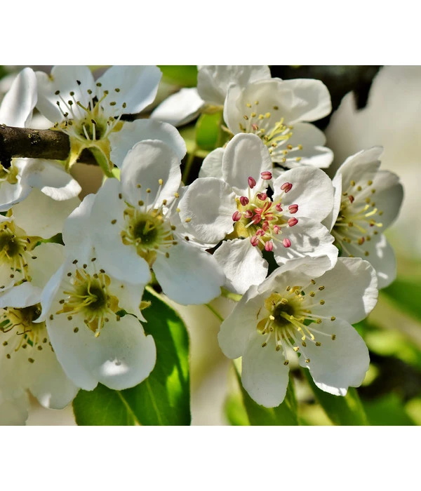 Herbstbirne 'Conference' 3 Herbstbirne 'Conference' – Bild 3