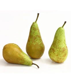 Herbstbirne 'Conference' 11 Herbstbirne 'Conference' -Deutschland Genussgarten Verkaufs-Shop 7625908 WE DE 005 BirneConferenceDehnerExpressHerzig