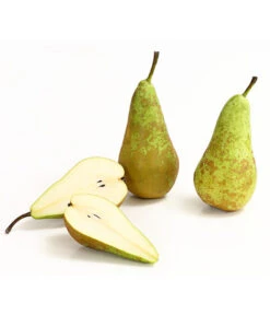 Herbstbirne 'Conference' 12 Herbstbirne 'Conference' -Deutschland Genussgarten Verkaufs-Shop 7625908 WE DE 006 BirneConferenceDehnerExpressHerzig