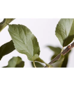 Winterapfel 'Cox Orange' -Deutschland Genussgarten Verkaufs-Shop 7626518 PR DE 001 ApfelCoxOrangeMalusBusch95LiterDehnerExpressZS