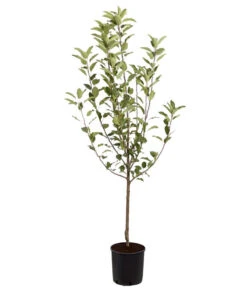 Winterapfel 'Cox Orange' -Deutschland Genussgarten Verkaufs-Shop 7626518 PR FS 001 ApfelCoxOrangeMalusBusch95LiterDehnerExpressZS