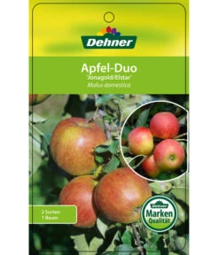 Apfel-Duo 'Jonagold'/'Elstar' 8 Apfel-Duo 'Jonagold'/'Elstar' -Deutschland Genussgarten Verkaufs-Shop 7639248 Apfel DuoJonagoldElstar Etikett 1