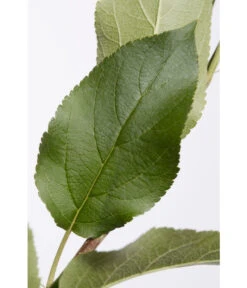 Apfel-Duo 'Jonagold'/'Elstar' 7 Apfel-Duo 'Jonagold'/'Elstar' -Deutschland Genussgarten Verkaufs-Shop 7639248 PR DE 001 ApfelElstarJonagoldDuoMalus95LiterDehnerExpressZS