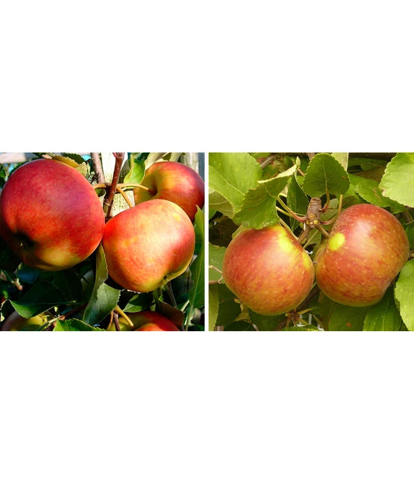 Apfel-Duo 'Jonagold'/'Elstar' 1 Apfel-Duo 'Jonagold'/'Elstar'