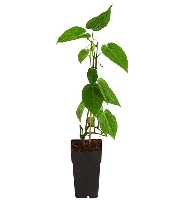 Süße Granadilla 2 Süße Granadilla – Bild 2