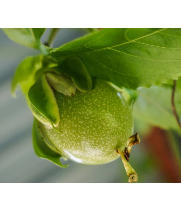 Süße Granadilla 3 Süße Granadilla – Bild 3