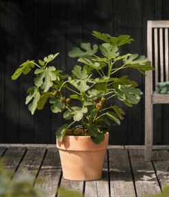 Feige 'Madeleine' -Deutschland Genussgarten Verkaufs-Shop 7642911 WE MO 001 FicusFeigeMadeleine