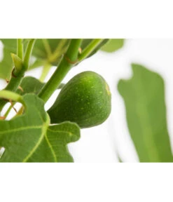 Feige 'Rouge De Bordeaux' -Deutschland Genussgarten Verkaufs-Shop 7642937 PR DE 001 FicusCaricaFeigeBrownTurkey7 5LDehnerExpressZS