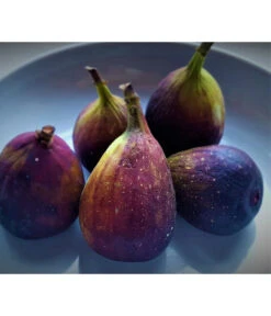 Feige 'Rouge De Bordeaux'