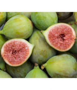 Deutschland Genussgarten Verkaufs-Shop 20 Echte Feige 'Bornholms Diamant'