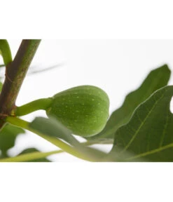 Echte Feige 'Dalmatie' -Deutschland Genussgarten Verkaufs-Shop 7642994 PR DE 001 FeigeDalmatieFicusCarica7 5LDehnerExpressZS