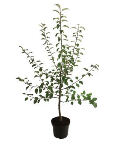 Winterapfel 'Florina' -Deutschland Genussgarten Verkaufs-Shop 7644636 WE FS 001 ApfelbaumMalusApfelFlorina