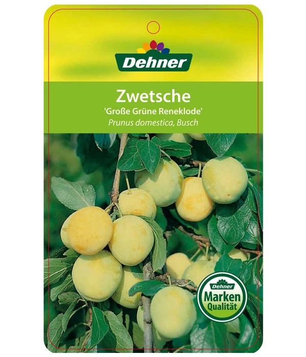 Dehner Reneklode 'Große Grüne Reneklode' 2 Dehner Reneklode 'Große Grüne Reneklode' – Bild 2