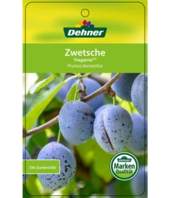 Zwetschge 'Haganta' -Deutschland Genussgarten Verkaufs-Shop 7662257 ZwetscheHaganta Etikett 1
