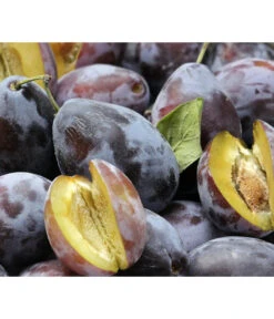 Zwetschgen-Duo 'Hauszwetsche'/'Oullins Reneklode' -Deutschland Genussgarten Verkaufs-Shop 7663586 PR DE 001 PrunusPflaumeHauszwetschgePixabay 1