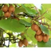 Dehner Kiwi 'Hayward', Weiblich