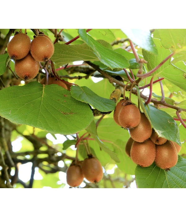 Dehner Kiwi 'Hayward', Weiblich 1 Dehner Kiwi 'Hayward', Weiblich