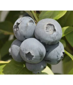 Deutschland Genussgarten Verkaufs-Shop 11 Heidelbeere 'Bonus'