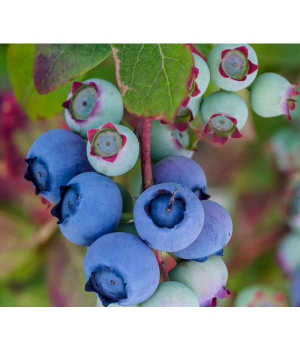 Dehner Heidelbeere 'Bluecrop' 1 Dehner Heidelbeere 'Bluecrop'