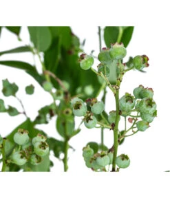 Dehner Heidelbeere 'Bluecrop' 7 Dehner Heidelbeere 'Bluecrop' -Deutschland Genussgarten Verkaufs-Shop 7665409 WE DE 005 VacciniumHeidelbeereBluecrop3L