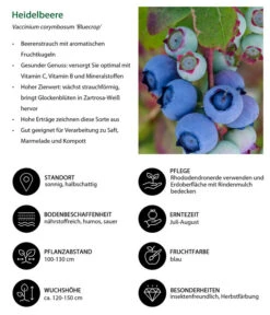Dehner Heidelbeere 'Bluecrop' 6 Dehner Heidelbeere 'Bluecrop' -Deutschland Genussgarten Verkaufs-Shop 7665409 WE IG 001 HeidelbeereVacciniumcorymbosumBlueCrop