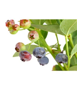 Dehner Gourmet Garten Heidelbeere 'Spartan' 9 Dehner Gourmet Garten Heidelbeere 'Spartan' -Deutschland Genussgarten Verkaufs-Shop 7665508 PR DE 002 GourmetGartenHeidelbeereSpartan3LiterDehnerExpressHerzig