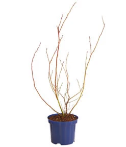 Dehner Gourmet Garten Heidelbeere 'Spartan' 7 Dehner Gourmet Garten Heidelbeere 'Spartan' -Deutschland Genussgarten Verkaufs-Shop 7665508 WE FS 001 GGHeidelbeereSparten3L