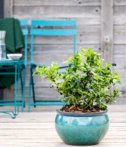 Dehner Gourmet Garten Heidelbeere 'Spartan' 8 Dehner Gourmet Garten Heidelbeere 'Spartan' -Deutschland Genussgarten Verkaufs-Shop 7665508 WE MO HeidelbeereSpartan