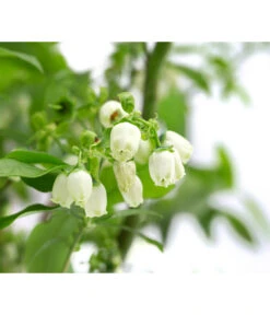 Heidelbeer-Drilling -Deutschland Genussgarten Verkaufs-Shop 7665631 WE DE 001 VacciniumHeidelbeerDrilling10L