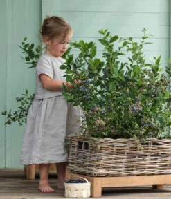 Heidelbeer-Drilling -Deutschland Genussgarten Verkaufs-Shop 7665631 WE MO 001 HeidelbeerDrilling