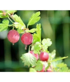 Stachelbeere 'Hinnonmäki', Stämmchen 5 Stachelbeere 'Hinnonmäki', Stämmchen -Deutschland Genussgarten Verkaufs-Shop 7668494 PR DE 001 StachelbeereHinnomaekiPixabay