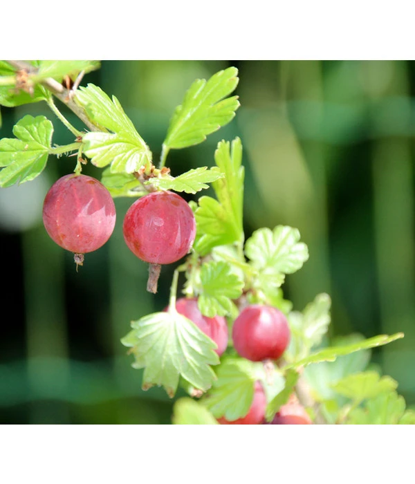 Stachelbeere 'Hinnonmäki', Stämmchen 3 Stachelbeere 'Hinnonmäki', Stämmchen – Bild 3