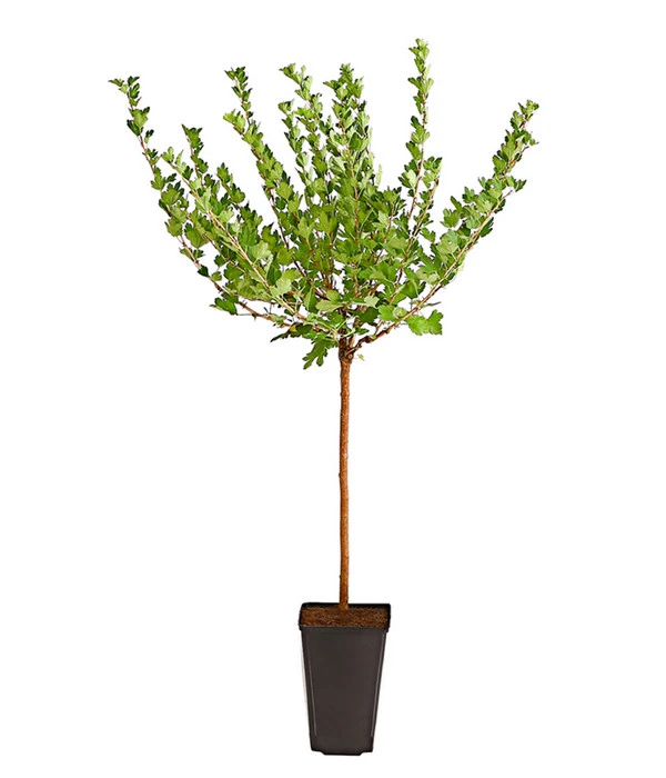 Stachelbeere 'Hinnonmäki', Stämmchen 2 Stachelbeere 'Hinnonmäki', Stämmchen – Bild 2