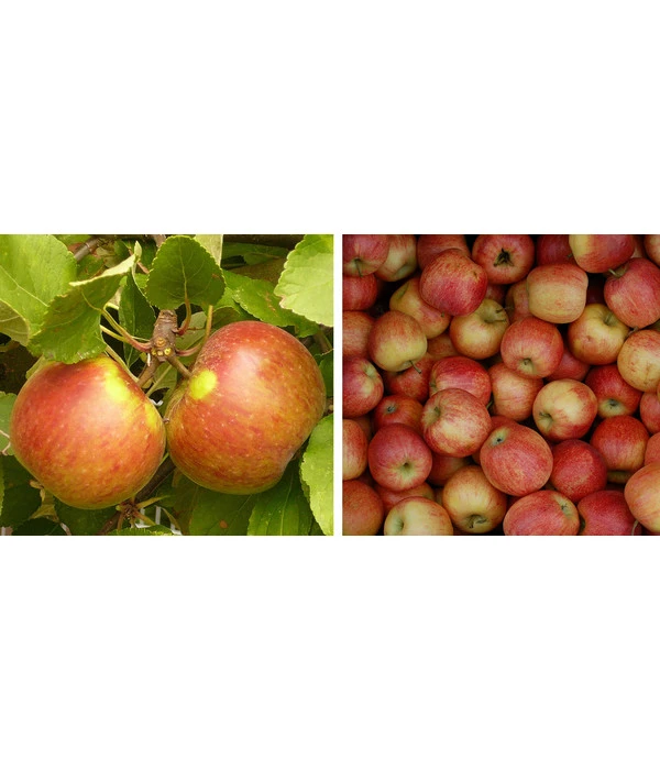 Apfel-Duo 'Elstar/James Grieve' 1 Apfel-Duo 'Elstar/James Grieve'