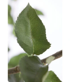 Winterapfel 'Jonagold' 9 Winterapfel 'Jonagold' -Deutschland Genussgarten Verkaufs-Shop 7691645 PR DE 001 ApfelJonagoldMalusBusch95LiterDehnerExpressZS