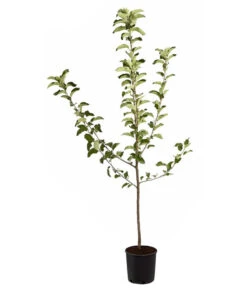 Winterapfel 'Jonagold' 8 Winterapfel 'Jonagold' -Deutschland Genussgarten Verkaufs-Shop 7691645 PR FS 001 ApfelJonagoldMalusBusch95LiterDehnerExpressZS