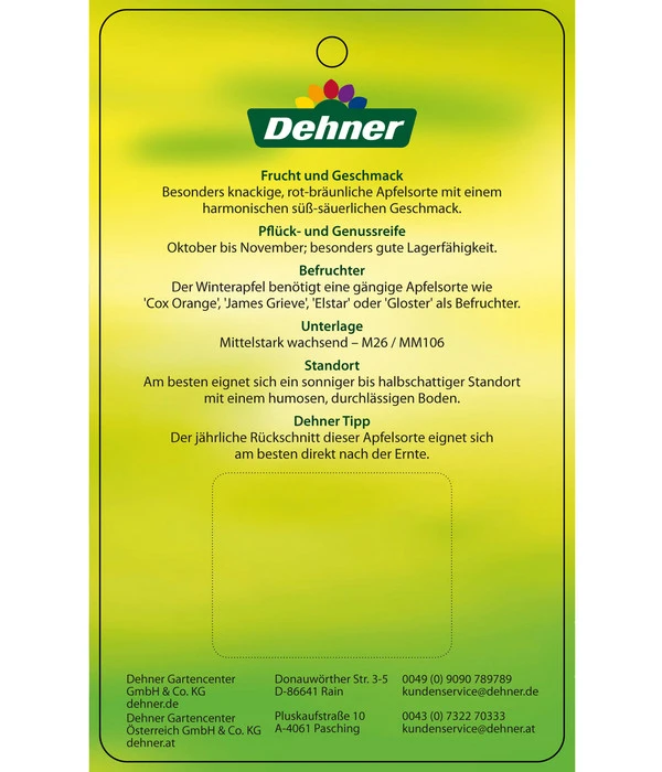 Winterapfel 'Jonagold' 6 Winterapfel 'Jonagold' – Bild 6