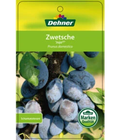 Zwetschge 'Jojo' -Deutschland Genussgarten Verkaufs-Shop 7692635 ZwetscheJojo Etikett 1